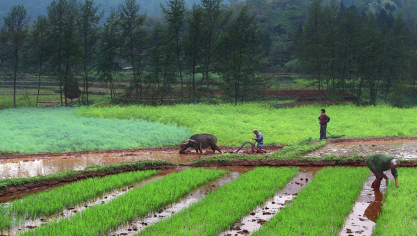 排名第一的炒股杠杆平台 高考地理中的六种农作物种植方式